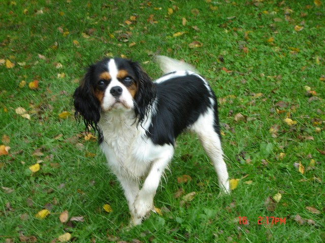 Cavalier King Charles : Hanton du rocher de la Garelire